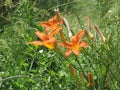 Beautiful orange Day-lily blooming in the garden. Color photo of flowers. Royalty Free Stock Photo