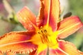 Beautiful orange daylily from close-up. Very detailed stamens with pollen