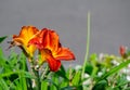 Beautiful orange Daylily flower in a spring season at a botanical garden. Royalty Free Stock Photo