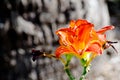 Beautiful orange Daylily flower in a spring season at a botanical garden. Royalty Free Stock Photo