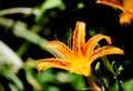 Beautiful Orange Daylily Hemerocallis in summer at a botanical garden.