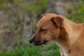 Beautiful orange dog in the nature. A dog surrounded by green grass.Outdoor Royalty Free Stock Photo