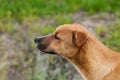 Beautiful orange dog in the nature. A dog surrounded by green grass.Outdoor Royalty Free Stock Photo