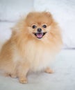 Beautiful orange dog - pomeranian Spitz