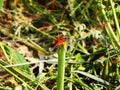 Beautiful orange dragonfly in the grass