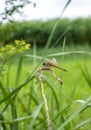 Beautiful orange dragonfly resting on a dead tree trunk in the jungle close up with soft green bokeh background Royalty Free Stock Photo