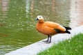 Beautiful orange duck near pond with fish