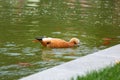 Beautiful orange duck in pond with fish