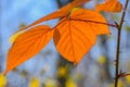 Beautiful Orange Fall Colored Leaves in Autumn