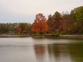Beautiful Orange Fall Foliage of a Tree on the Banks of a Lake Royalty Free Stock Photo