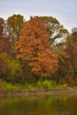 Beautiful Orange Fall Foliage of a Tree on the Banks of a Lake Royalty Free Stock Photo