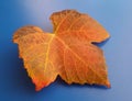 Beautiful orange fall leaf over blue background. Harmonic autumn colors.