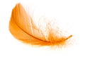 Beautiful orange feather on white background