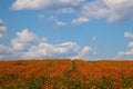 Beautiful orange field of calendula in summer. A useful plant