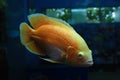 Beautiful orange fish