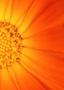 Beautiful orange flower Royalty Free Stock Photo