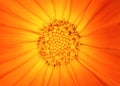 Beautiful orange flower Royalty Free Stock Photo