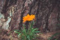 Beautiful orange flower on a background of a bark of a tree Royalty Free Stock Photo