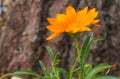 Beautiful orange flower on a background of a bark of a tree close-up Royalty Free Stock Photo