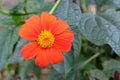 Beautiful orange flower blossom in natural green garden. Royalty Free Stock Photo