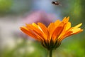 Beautiful orange flower of calendula on colorful blurred background Royalty Free Stock Photo