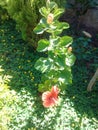 beautiful orange flower garden cayenne Royalty Free Stock Photo