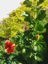 beautiful orange flower garden cayenne Royalty Free Stock Photo