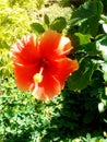 beautiful orange flower garden cayenne Royalty Free Stock Photo