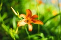 Beautiful orange flower among the green grass. Orange lily among the greenery. Beautiful yellow lily