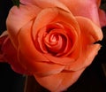 Beautiful orange flower head in full bloom with perfect petals