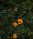 Beautiful of orange flower head in public park at Chiang Mai,Thailand. Royalty Free Stock Photo