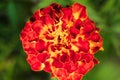 Beautiful orange flower marigold in the garden Royalty Free Stock Photo