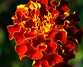 Beautiful orange flower marigold in the garden Royalty Free Stock Photo