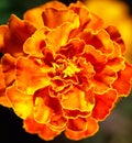 Beautiful orange flower marigold in the garden Royalty Free Stock Photo