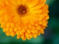 beautiful Orange flower medicine calendula (Marigold) Background. Extreme macro shot Royalty Free Stock Photo