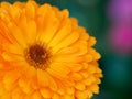 beautiful Orange flower medicine calendula (Marigold) Background. Extreme macro shot Royalty Free Stock Photo