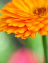 beautiful Orange flower medicine calendula (Marigold) Background. Extreme macro shot Royalty Free Stock Photo