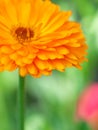 beautiful Orange flower medicine calendula (Marigold) Background. Extreme macro shot Royalty Free Stock Photo