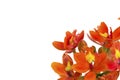 Beautiful orange flower (Orchid) isolated Royalty Free Stock Photo