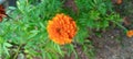 Beautiful orange flower for wallpaper dekstop Royalty Free Stock Photo