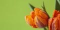 Beautiful orange flower with water droplets on petals Royalty Free Stock Photo