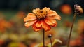 Beautiful orange flower with water drops on petals on blurred background Generative AI Royalty Free Stock Photo