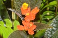 Beautiful Orange Flower Royalty Free Stock Photo