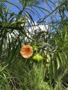 Beautiful orange flower of Yucatan, Mexico