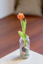 Beautiful orange flowered tulip bulb with natural light and white table.