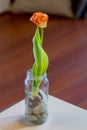 Beautiful orange flowered tulip bulb with natural light and white table.