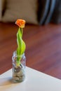 Beautiful orange flowered tulip bulb with natural light and white table.