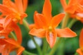 Orange Flowers In Bloom