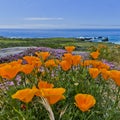 Beautiful orange flowers on the California coast. Pacific Ocean Background Royalty Free Stock Photo