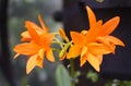 Beautiful orange flowers of Cattlianthe Trick or Treat NN orchids at full bloom